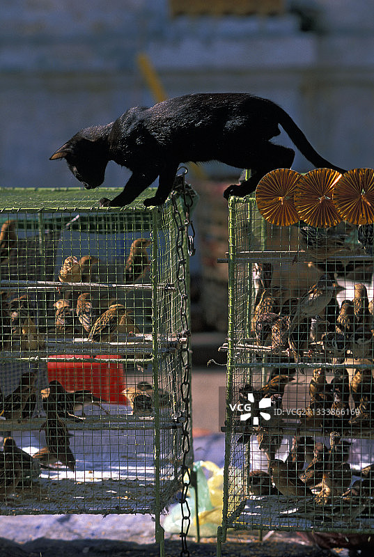 缅甸笼中鸟后的黑猫图片素材