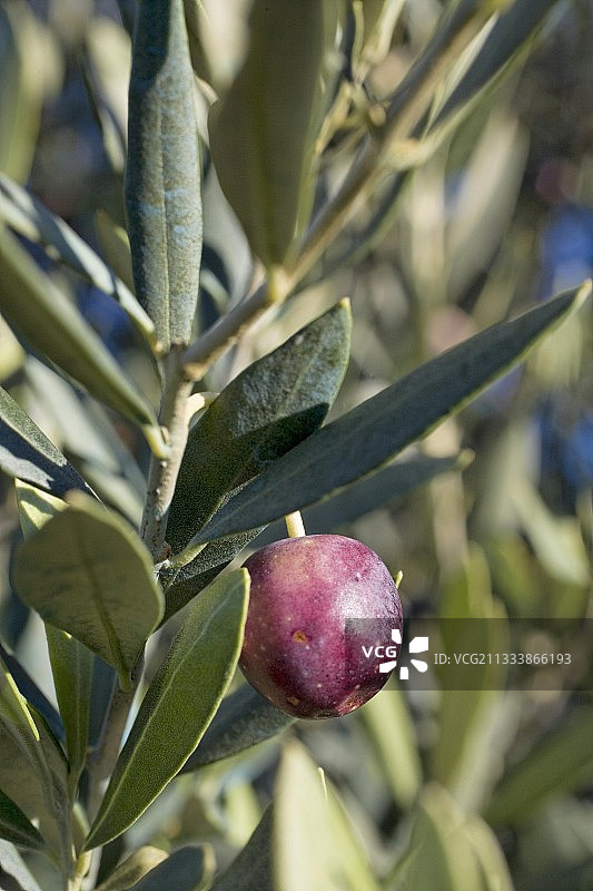 法国普罗旺斯非洲橄榄叶和树上的橄榄图片素材