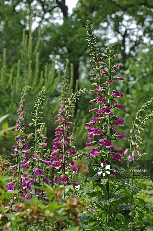 春天盛开的紫罗兰和毛地黄花图片素材