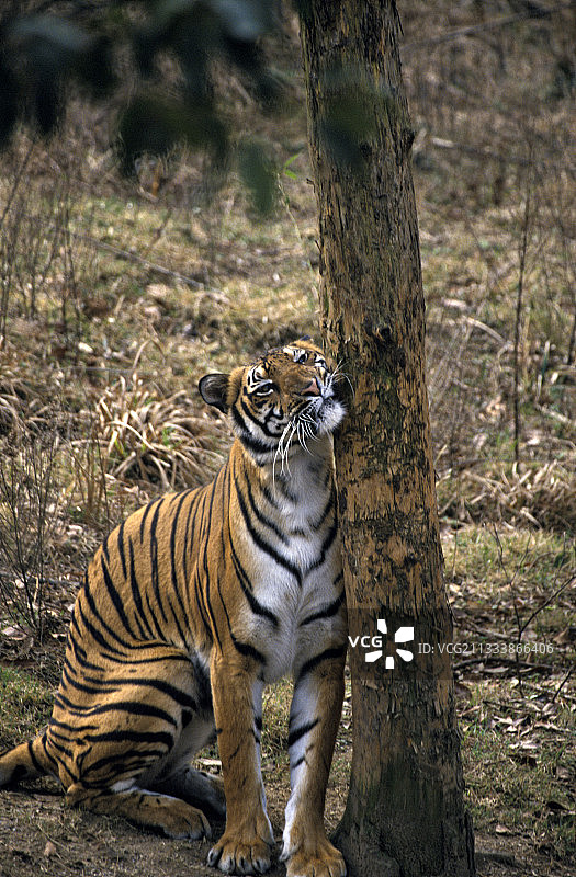 华南虎雄性在树上摩擦身体图片素材