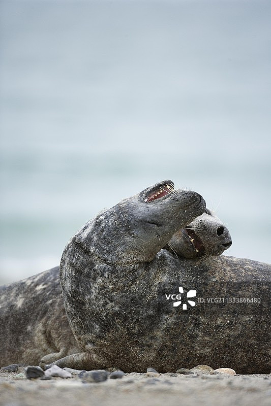 德国黑尔戈兰岛的灰海豹图片素材