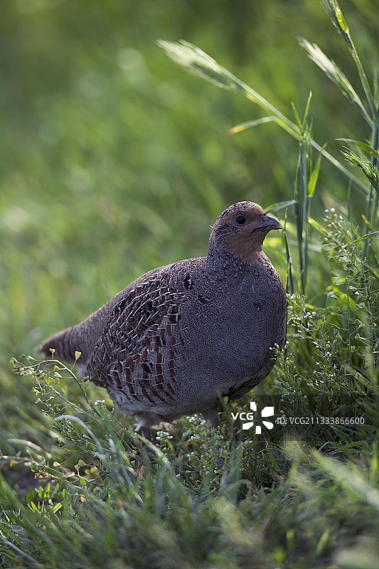 保加利亚草地上的灰 पार्टridges图片素材