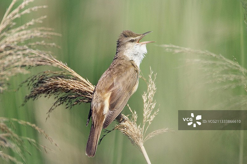 在保加利亚鸣叫的大苇莺图片素材