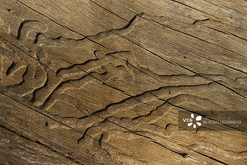 津巴布韦马纳潭国家公园枯木上的昆虫痕迹图片素材