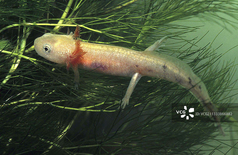 法国下莱茵省的斑点火蜥蜴的白色幼虫图片素材