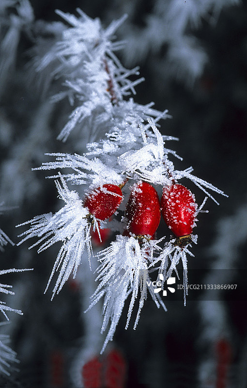 覆盖着白霜的狗蔷薇果实，法国下莱茵省图片素材