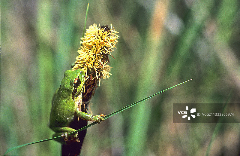 树蛙：在莎草花序上，法国卡马格图片素材