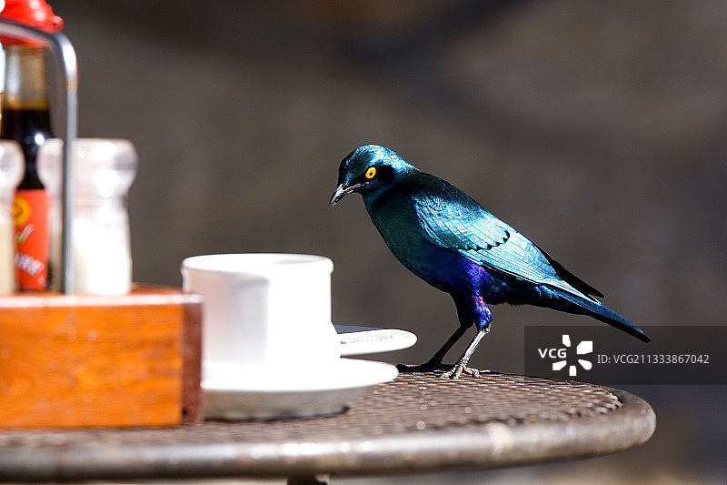 南非桌上的大蓝耳光星椋鸟图片素材
