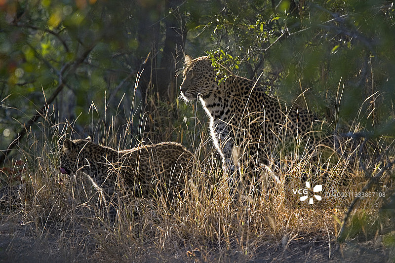 非洲豹和年轻的南非克鲁格国民图片素材