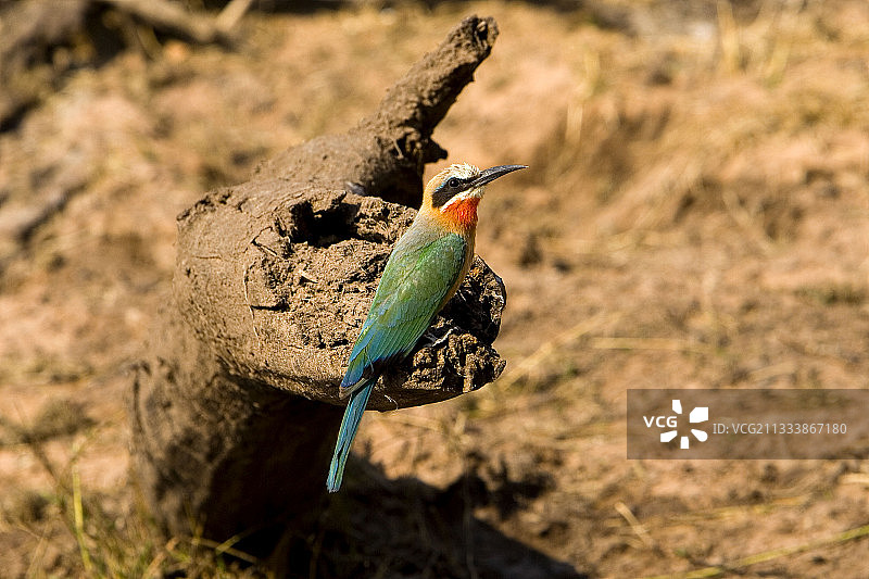 白额蜂虎，博茨瓦纳乔贝国家公园，树桩上图片素材