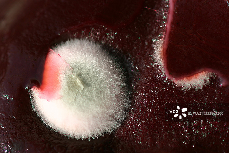 在富含糖的基质上快速繁殖图片素材