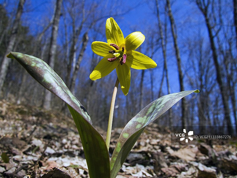 加拿大魁北克北方森林中盛开的鹿牙百合图片素材