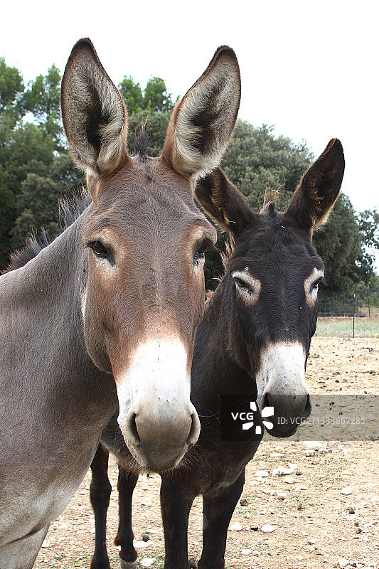法国两头驴的肖像图片素材