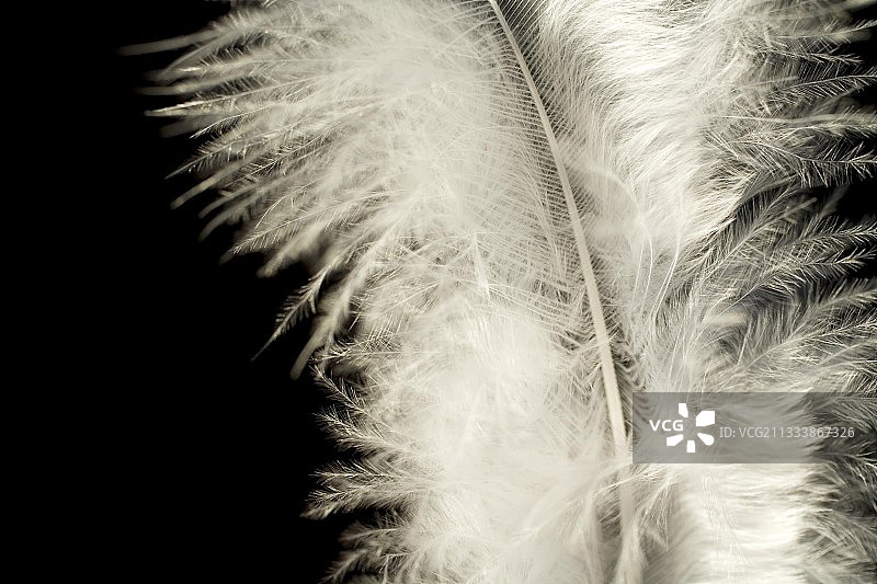 法国特写白色羽毛图片素材