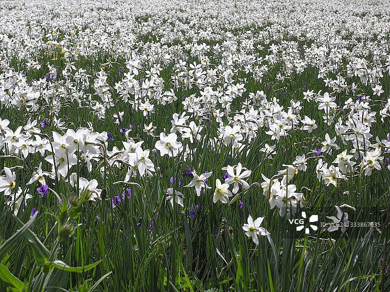 六月欧布拉克田野中的诗人水仙图片素材