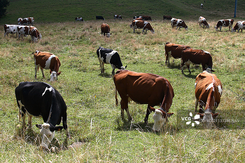 法国草地上吃草的蒙贝利亚德奶牛图片素材