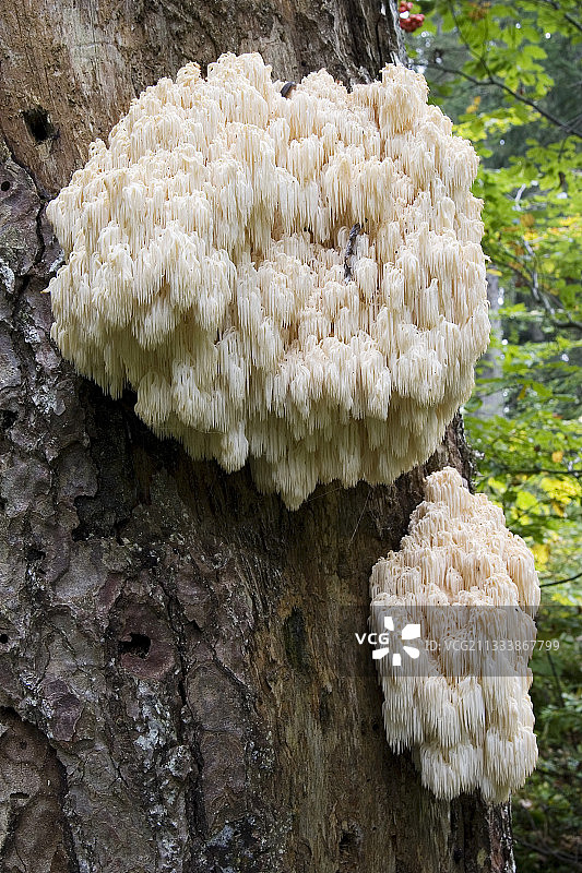 汝拉瑞士树干上的猴头菇图片素材