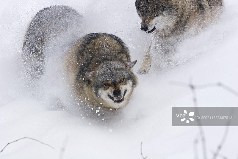 在德国巴伐利亚州的雪地里搏斗的狼群图片素材