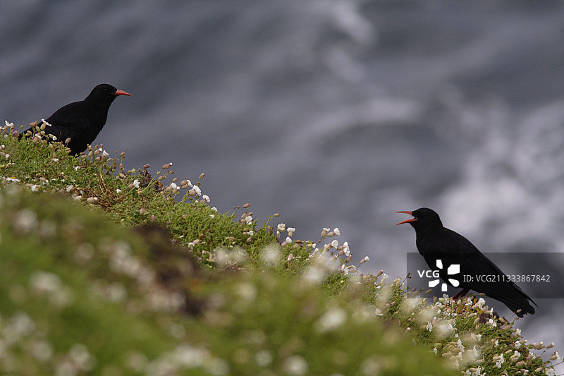 彭布罗克郡斯科霍尔姆岛图片素材