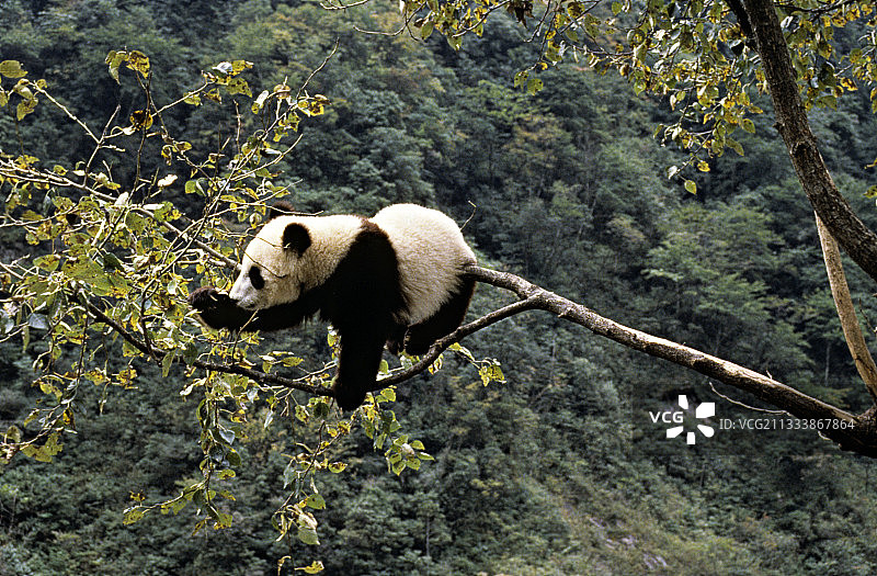 大熊猫图片素材