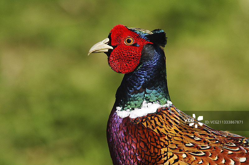 英格兰雄性环颈雉肖像图片素材