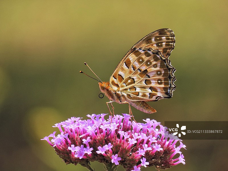 昆虫蝴蝶图片素材