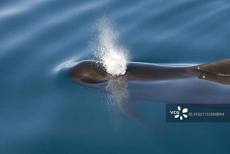 短肢领航鲸在平静水域喷气，科尔特斯海图片素材