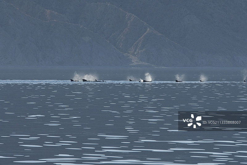 短鳍领航鲸群，科尔特斯海图片素材