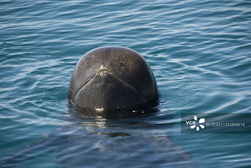 短肢领航鲸在科尔特斯海中跃身图片素材
