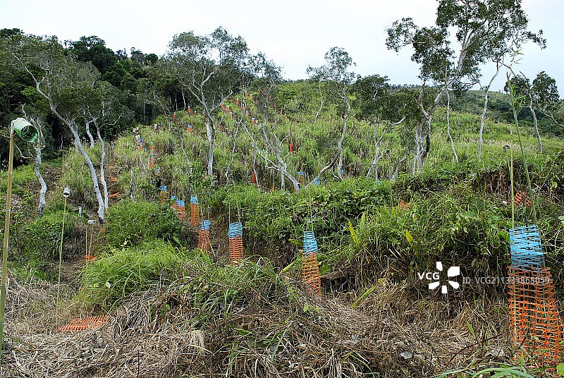 新喀里多尼亚北部省东海岸的果阿部落遗址图片素材