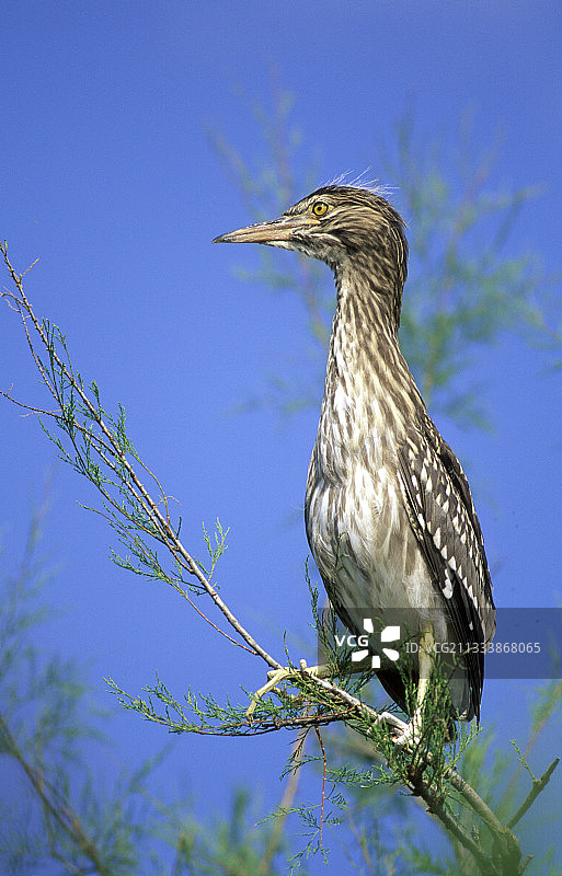 一只年轻的夜苍鹭的肖像图片素材