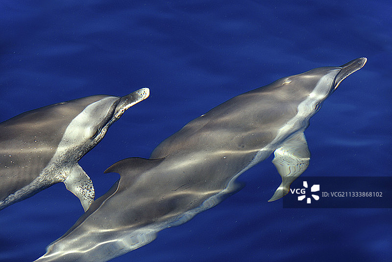 加勒比海的斑点海豚图片素材