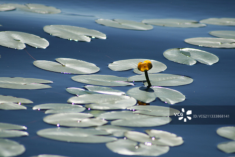 法国洛泽尔省奥布拉克黄睡莲图片素材