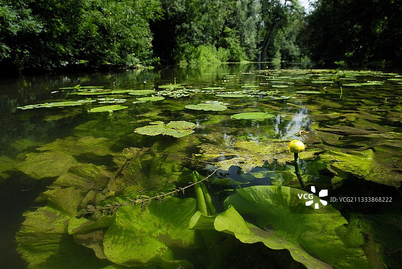 夏朗德海事河流中盛开的黄睡莲图片素材