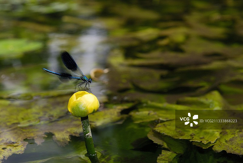 河中睡莲花上的蜻蜓图片素材