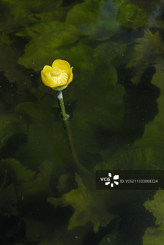 夏朗德滨海省河流中的黄睡莲花图片素材