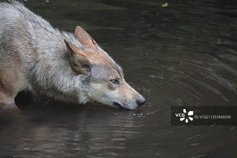 狼在Charbrieres水上乐园饮水图片素材