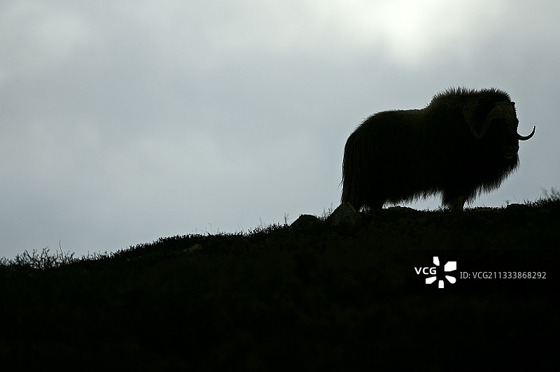 春季挪威高原上的麝牛图片素材