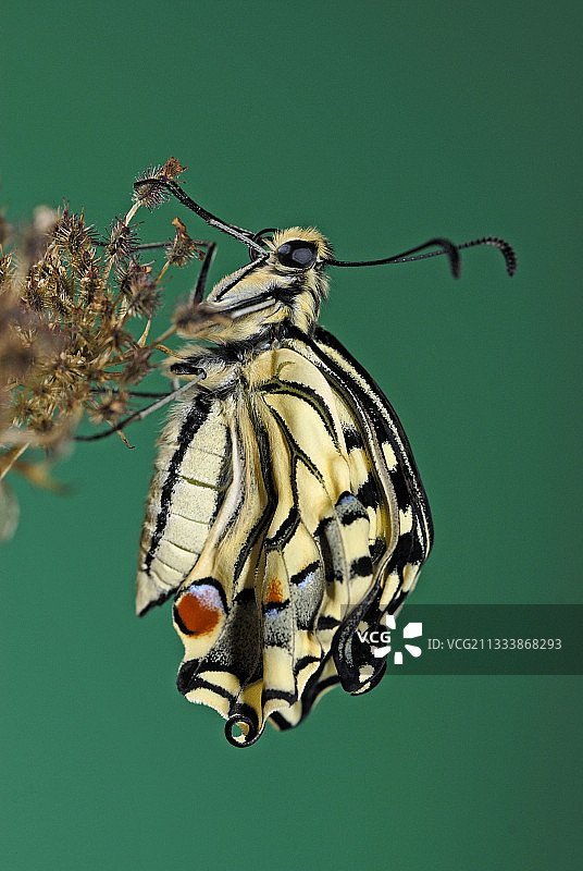 从蛹中释放后，燕尾蝶走开，让翅膀在第一次飞行前干燥硬化图片素材