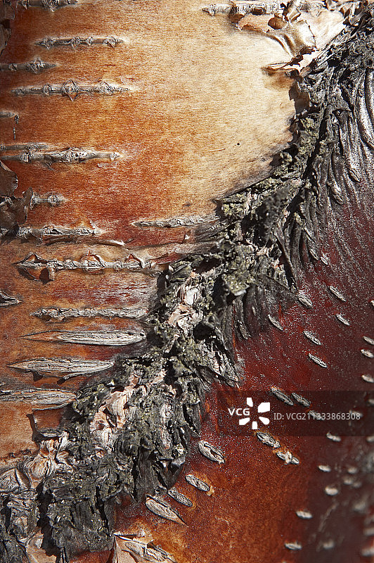 挪威桦树树皮局部图片素材