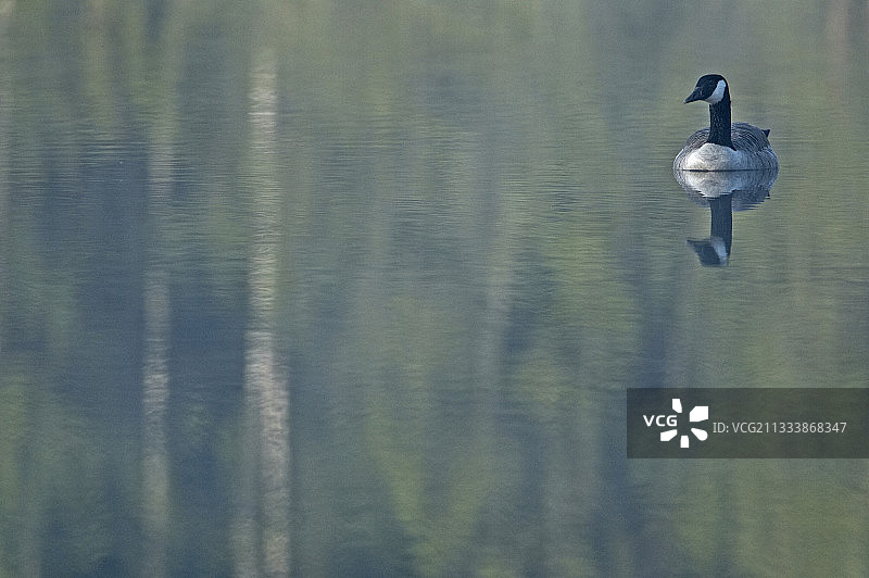 清晨在湖中游泳的白额雁（瑞典）图片素材