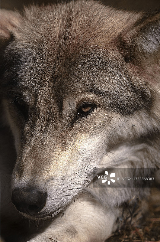 夏季狼的肖像图片素材