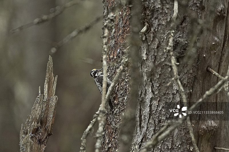 在瑞典哈姆拉公园森林中的三趾啄木鸟图片素材