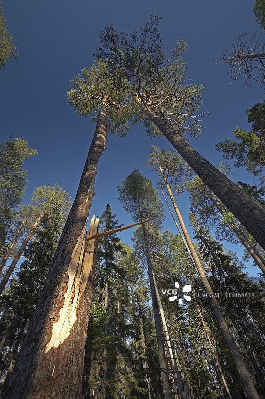 瑞典哈姆拉森林中被闪电击断的树木图片素材