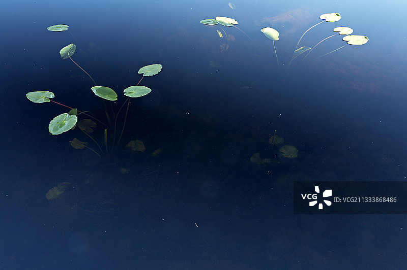 瑞典清晨湖中的黄色睡莲图片素材