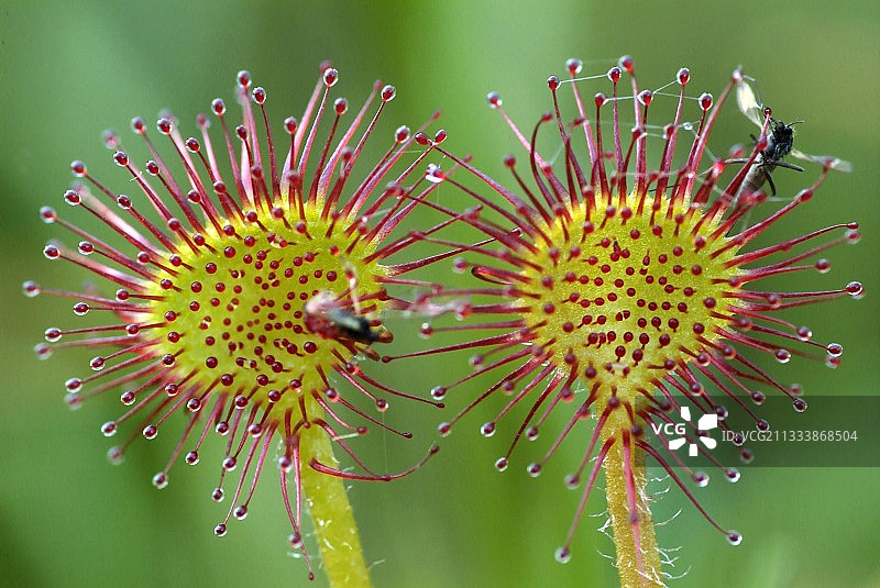 布罗托内森林，哈雷尔沼泽地点图片素材
