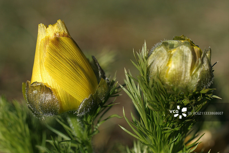 阿尔萨斯春天盛开的阿多尼斯花图片素材