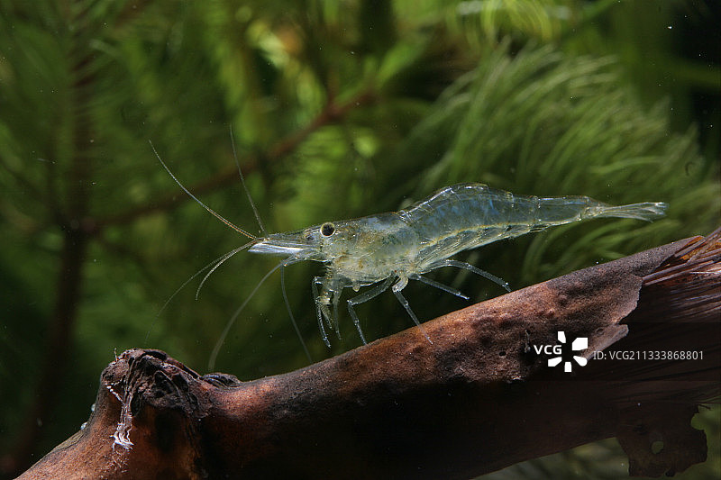 罗纳河-莱茵河的淡水虾运河图片素材