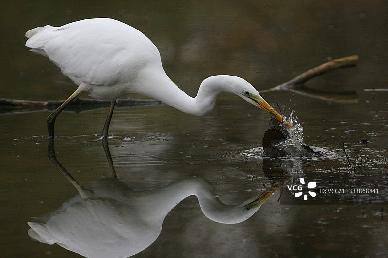 在阿尔萨斯莱茵河的回水中捕鱼的大白鹭图片素材