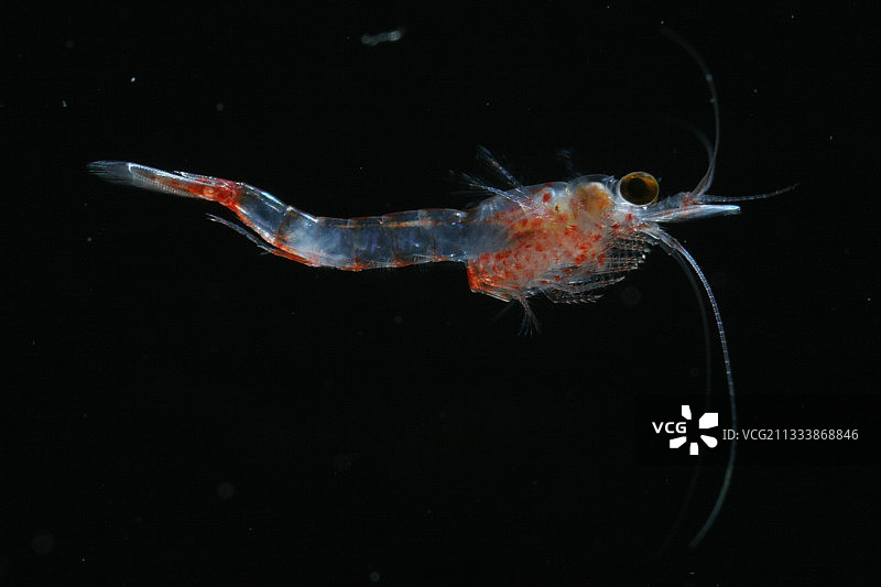 阿尔萨斯的淡水片脚类动物图片素材